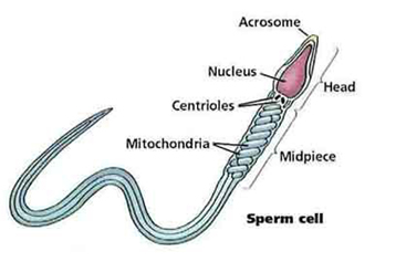 Semen analysis