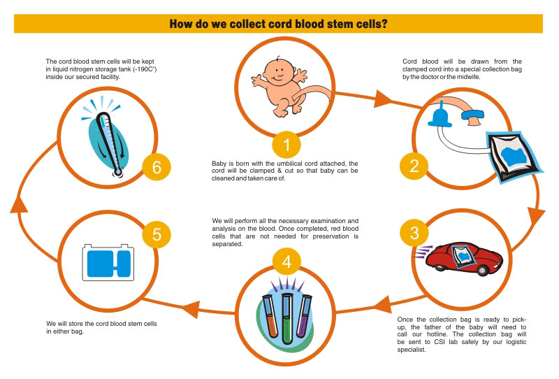  Cord Blood 