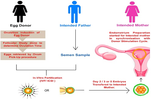 Egg Donation 2