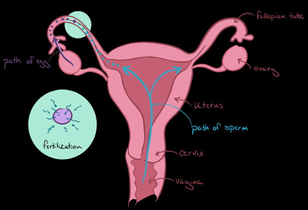 Ovulation induction