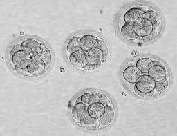 Ovulation Induction 1