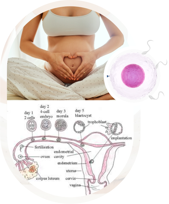 IVF Center in India