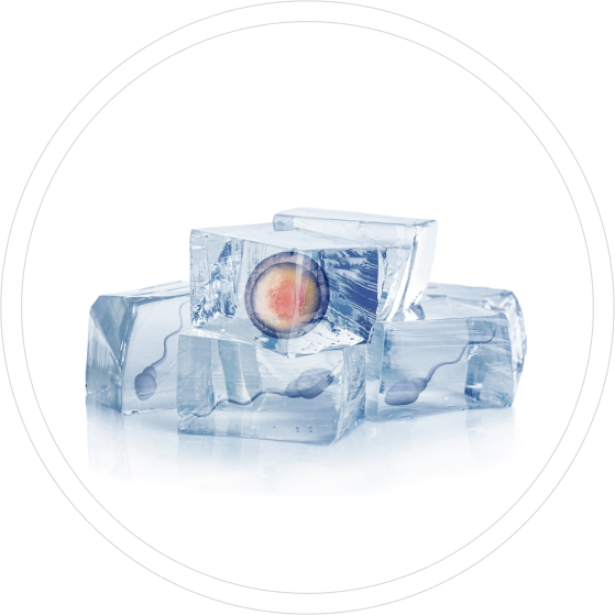 freeze cycle